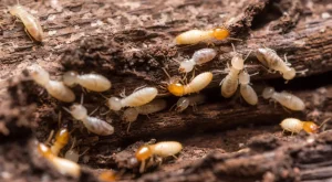 Jasa Anti Rayap Bandung