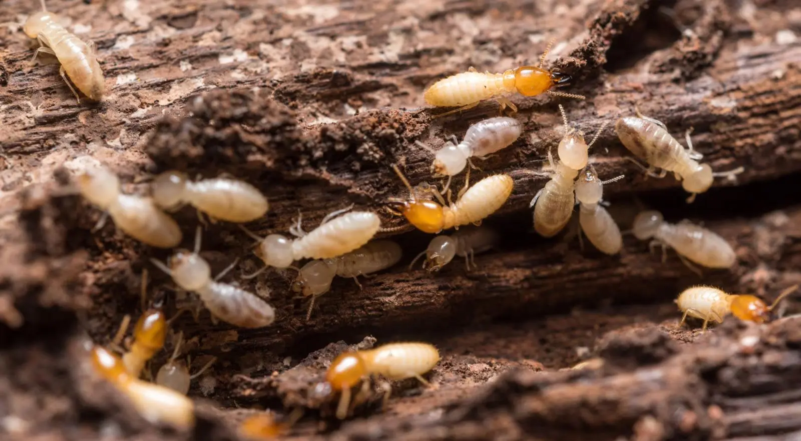 Jasa Anti Rayap Bandung